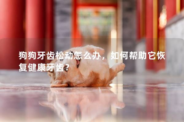 狗狗牙齒松動怎么辦，如何幫助它恢復健康牙齒？