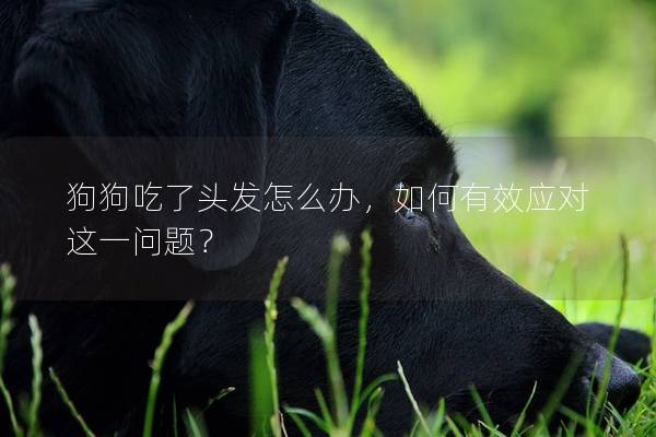 狗狗吃了頭發怎么辦,如何有效應對這一問題? 狗狗吃了頭發怎么辦,如何有效應對這一問題?