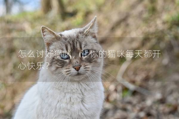怎么討好貓咪,讓你的貓咪每天都開心快樂? 怎么討好貓咪,讓你的貓咪每天都開心快樂?