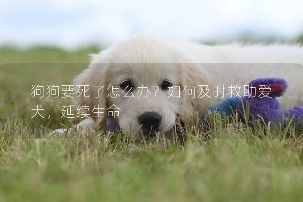 狗狗要死了怎么辦？如何及時救助愛犬，延續生命