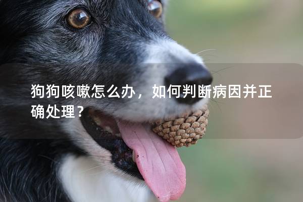 狗狗咳嗽怎么辦，如何判斷病因并正確處理？