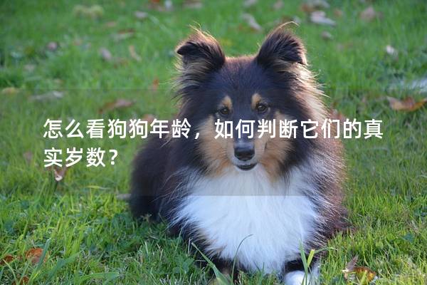 怎么看狗狗年齡,如何判斷它們的真實歲數? 怎么看狗狗年齡,如何判斷它們的真實歲數?