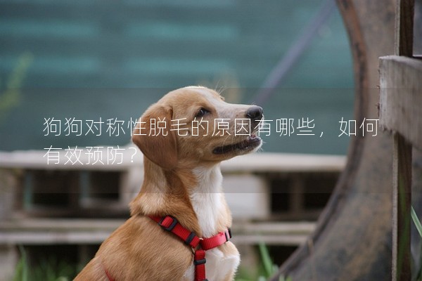 狗狗對稱性脫毛的原因有哪些，如何有效預防？
