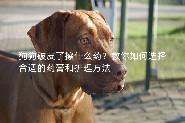狗狗破皮了擦什么藥？教你如何選擇合適的藥膏和護理方法