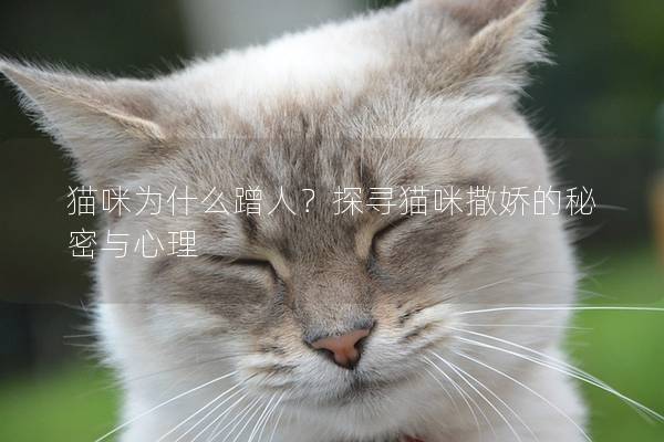 貓咪為什么蹭人？探尋貓咪撒嬌的秘密與心理