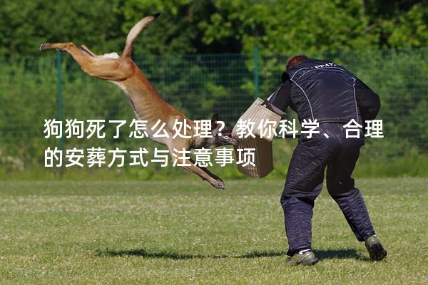 狗狗死了怎么處理?教你科學、合理的安葬方式與注意事項 狗狗死了怎么處理?教你科學、合理的安葬方式與注意事項