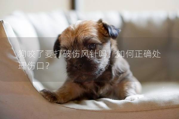 狗咬了要打破傷風針嗎，如何正確處理傷口？