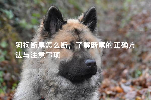 狗狗斷尾怎么斷，了解斷尾的正確方法與注意事項