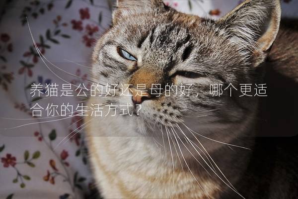 養貓是公的好還是母的好，哪個更適合你的生活方式？