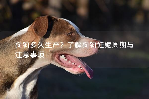 狗狗多久生產(chǎn)？了解狗狗妊娠周期與注意事項