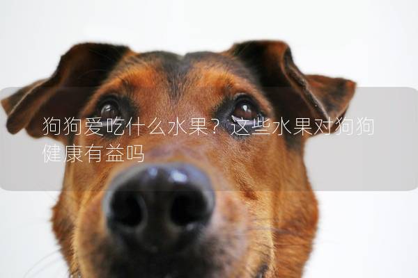 狗狗愛吃什么水果？這些水果對(duì)狗狗健康有益嗎