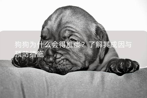 狗狗為什么會得肛瘺？了解其成因與預防措施