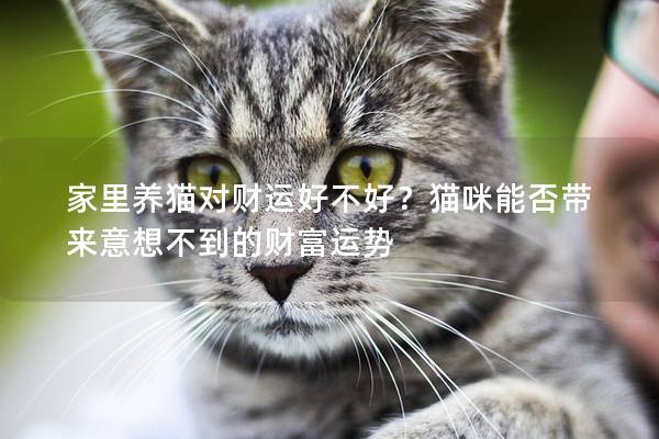 家里養(yǎng)貓對(duì)財(cái)運(yùn)好不好？貓咪能否帶來(lái)意想不到的財(cái)富運(yùn)勢(shì)
