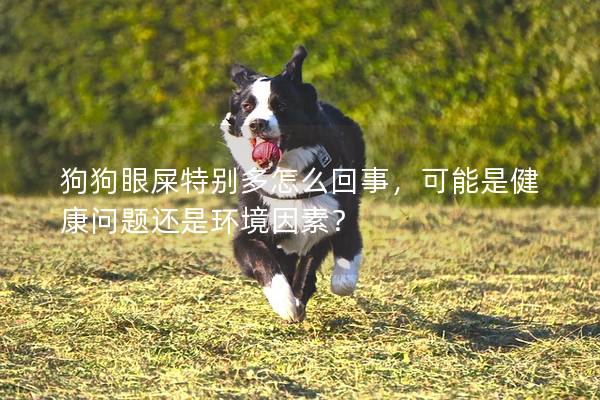狗狗眼屎特別多怎么回事,可能是健康問題還是環境因素? 狗狗眼屎特別多怎么回事,可能是健康問題還是環境因素?