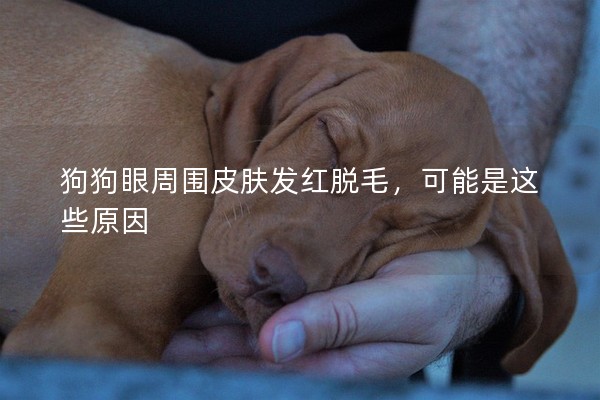 狗狗眼周圍皮膚發紅脫毛，可能是這些原因