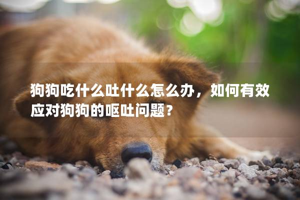 狗狗吃什么吐什么怎么辦，如何有效應(yīng)對狗狗的嘔吐問題？