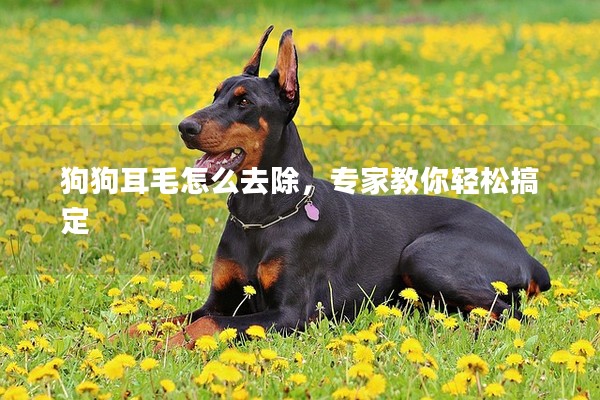 狗狗耳毛怎么去除，專家教你輕松搞定