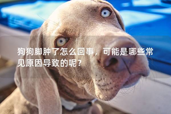 狗狗腳腫了怎么回事，可能是哪些常見原因導致的呢？