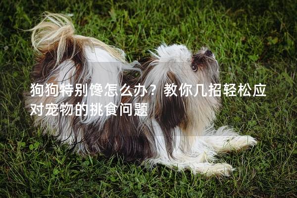 狗狗特別饞怎么辦？教你幾招輕松應對寵物的挑食問題