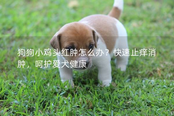狗狗小雞頭紅腫怎么辦?快速止癢消腫,呵護愛犬健康 狗狗小雞頭紅腫怎么辦?快速止癢消腫,呵護愛犬健康
