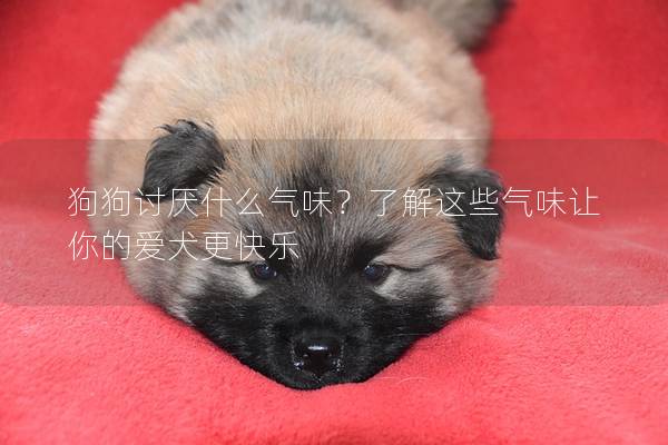 狗狗討厭什么氣味？了解這些氣味讓你的愛犬更快樂