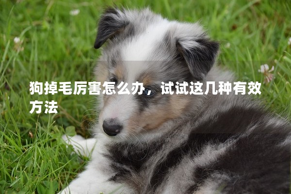 狗掉毛厲害怎么辦，試試這幾種有效方法