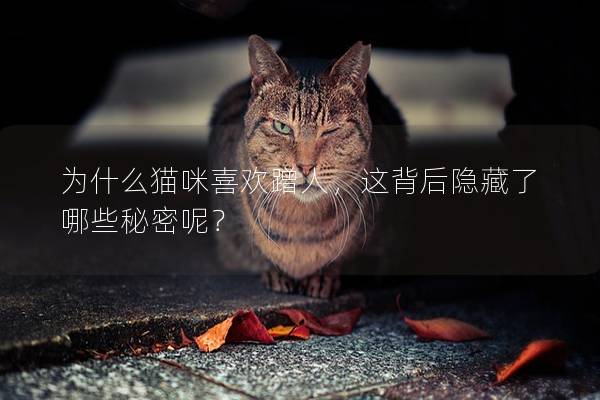為什么貓咪喜歡蹭人,這背后隱藏了哪些秘密呢? 為什么貓咪喜歡蹭人,這背后隱藏了哪些秘密呢?
