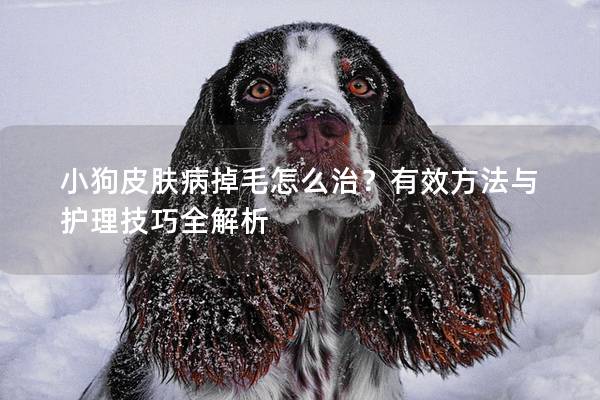 小狗皮膚病掉毛怎么治？有效方法與護(hù)理技巧全解析