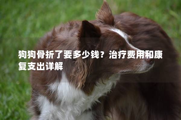 狗狗骨折了要多少錢？治療費用和康復支出詳解