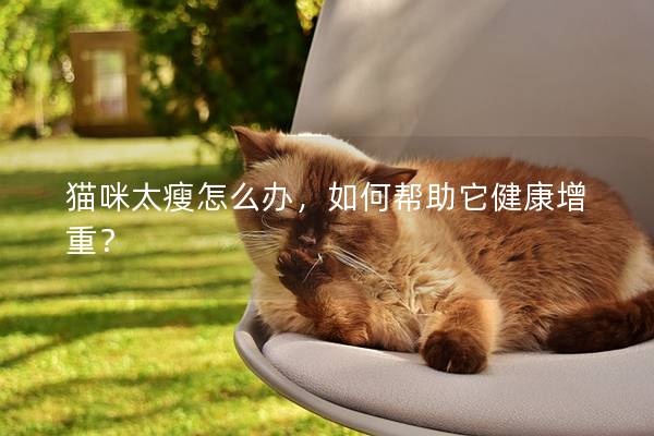 貓咪太瘦怎么辦，如何幫助它健康增重？