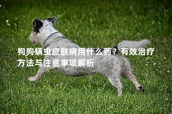 狗狗螨蟲皮膚病用什么藥？有效治療方法與注意事項解析