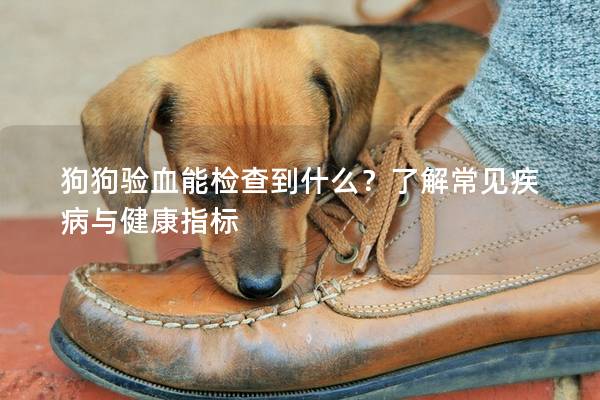 狗狗驗血能檢查到什么？了解常見疾病與健康指標