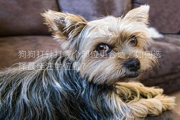 狗狗打針打哪個部位更合適，如何選擇最佳注射位置？