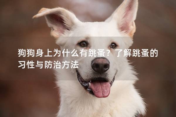 狗狗身上為什么有跳蚤？了解跳蚤的習性與防治方法