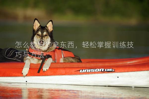 怎么教狗狗拿東西，輕松掌握訓(xùn)練技巧與方法