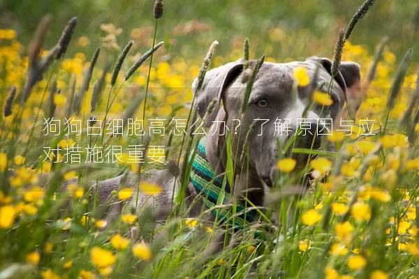 狗狗白細胞高怎么辦？了解原因與應對措施很重要