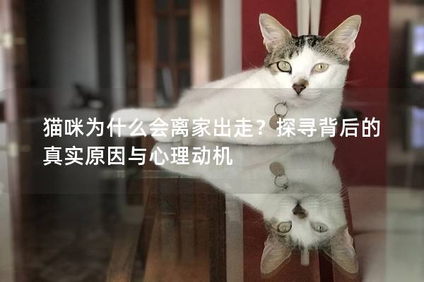 貓咪為什么會離家出走？探尋背后的真實原因與心理動機