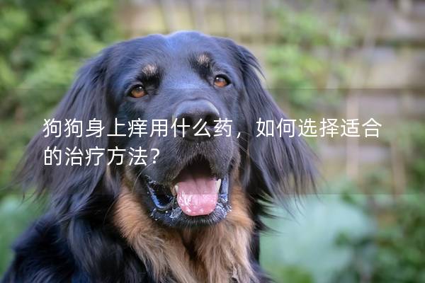 狗狗身上癢用什么藥，如何選擇適合的治療方法？