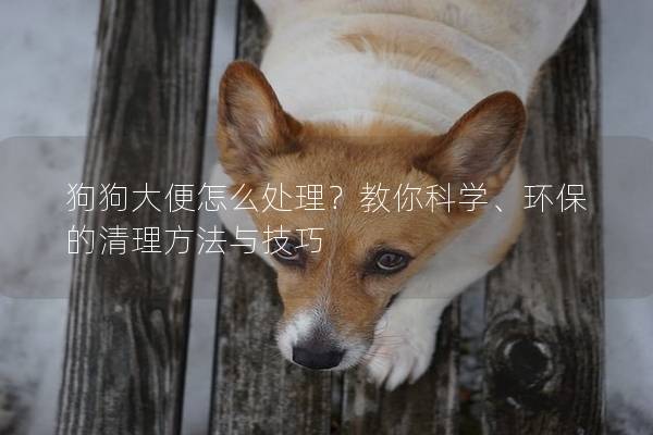 狗狗大便怎么處理？教你科學、環保的清理方法與技巧