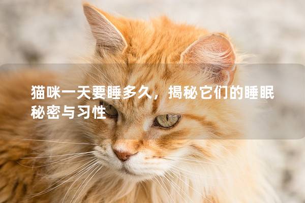 貓咪一天要睡多久，揭秘它們的睡眠秘密與習性