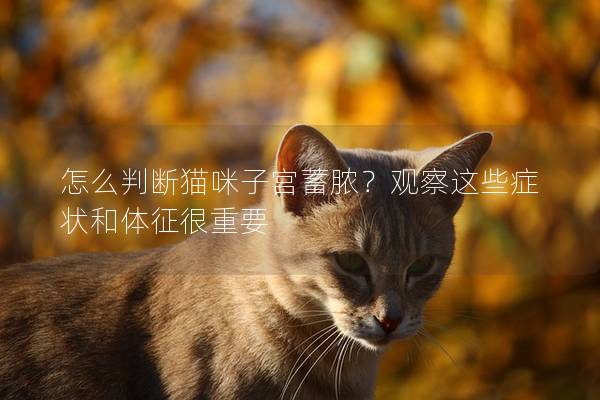 怎么判斷貓咪子宮蓄膿？觀察這些癥狀和體征很重要