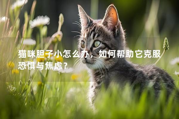 貓咪膽子小怎么辦，如何幫助它克服恐懼與焦慮？