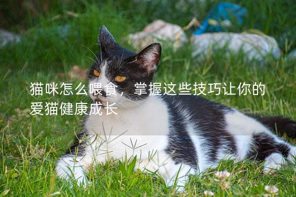 貓咪怎么喂食，掌握這些技巧讓你的愛貓健康成長