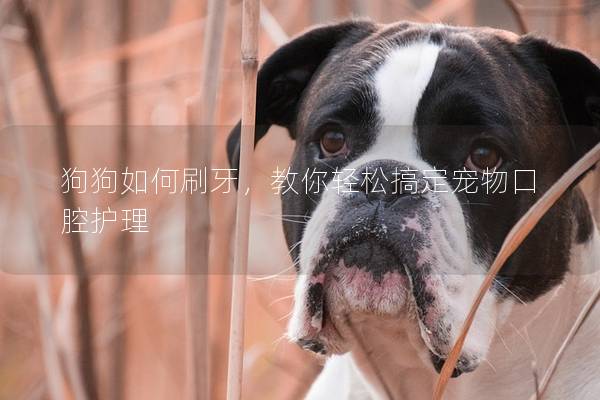 狗狗如何刷牙，教你輕松搞定寵物口腔護(hù)理