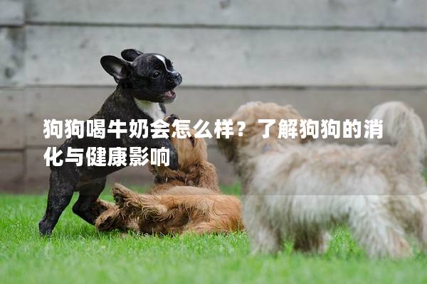 狗狗喝牛奶會(huì)怎么樣？了解狗狗的消化與健康影響