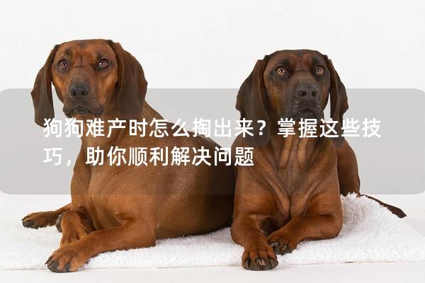 狗狗難產(chǎn)時(shí)怎么掏出來？掌握這些技巧，助你順利解決問題