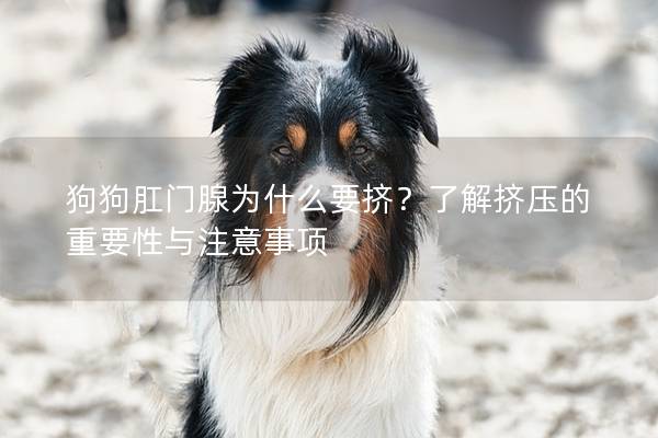 狗狗肛門腺為什么要擠？了解擠壓的重要性與注意事項