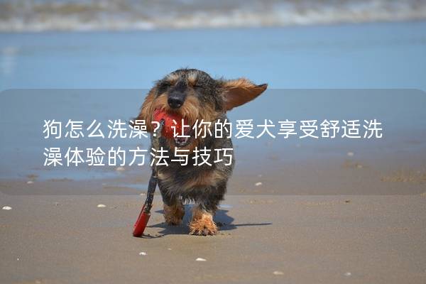 狗怎么洗澡？讓你的愛犬享受舒適洗澡體驗的方法與技巧