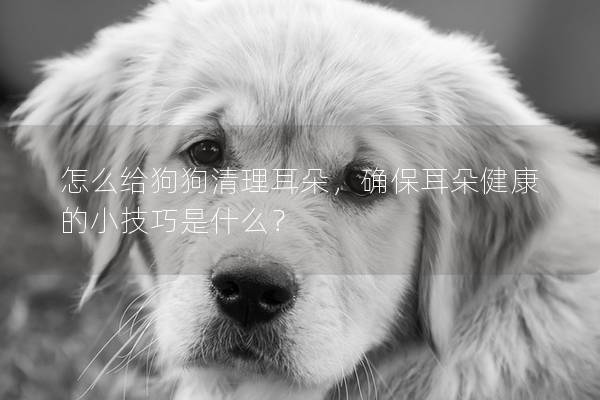 怎么給狗狗清理耳朵，確保耳朵健康的小技巧是什么？