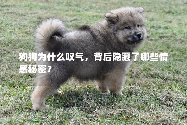 狗狗為什么嘆氣，背后隱藏了哪些情感秘密？